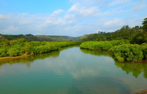 沖縄 アクティビティ やんばる自然塾のCコースマングローブトレッキングコース。やんばるの大自然を楽しめるトレッキングプラン。